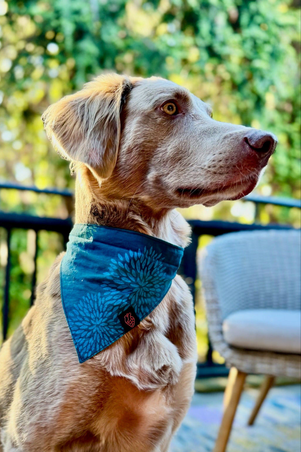 Dog Bandana