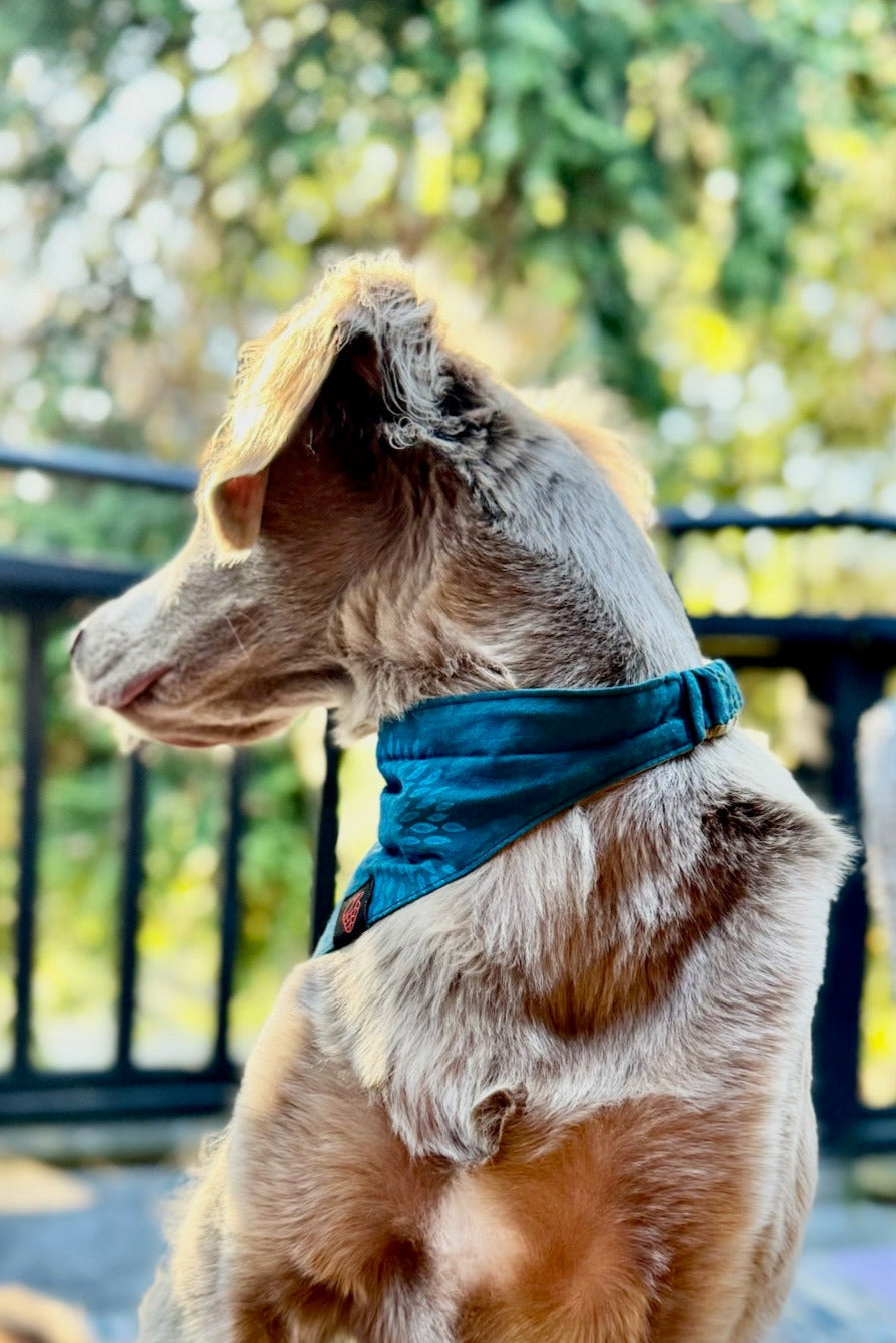 Dog Bandana