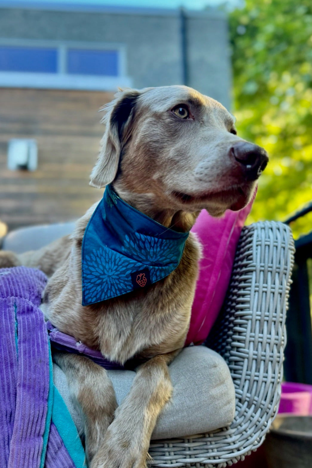 Dog Bandana